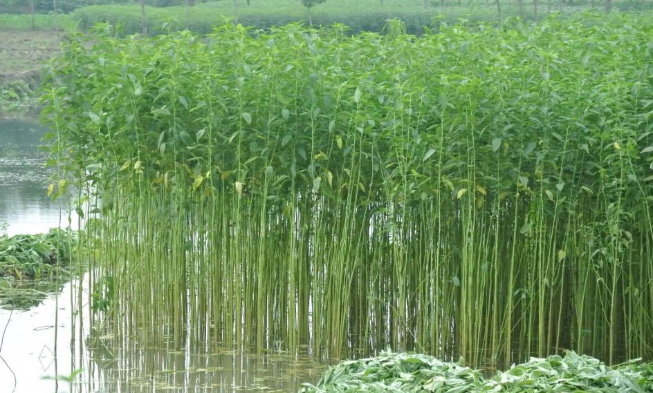 مواد اولیه کاغذ دیواری گیاهی