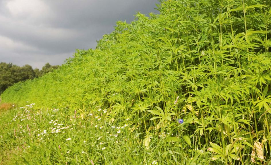 جنس اصلی کاغذ دیواری گیاهی