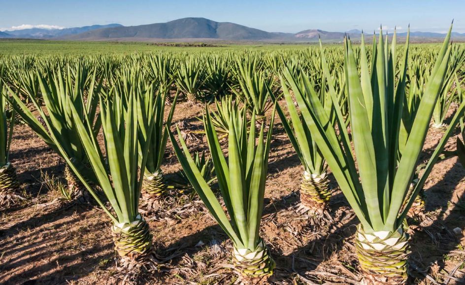 کاغذ دیواری گیاهی از چه جنسی است