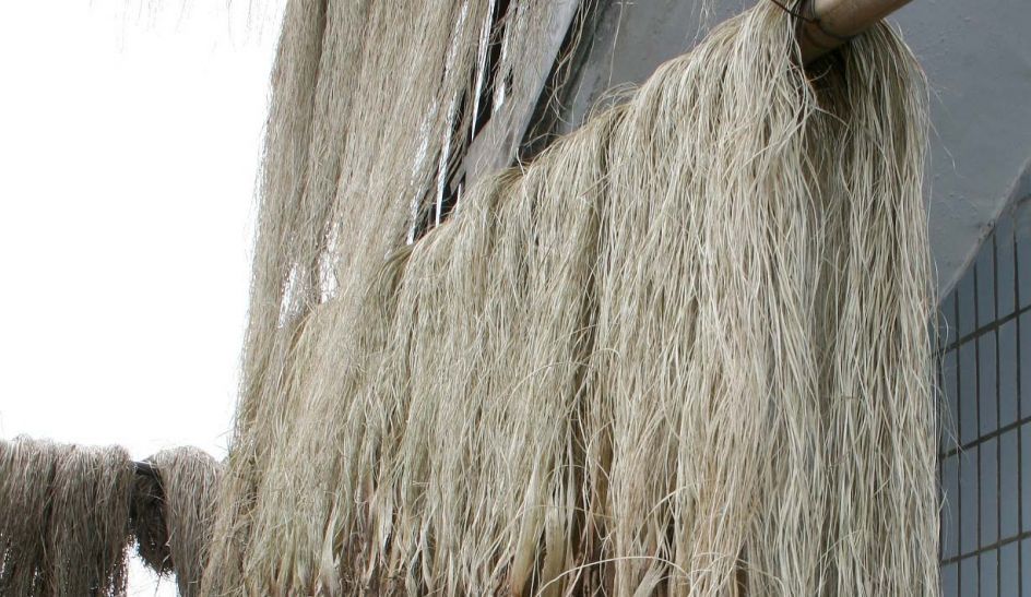 ساخت کاغذ دیواری گیاهی