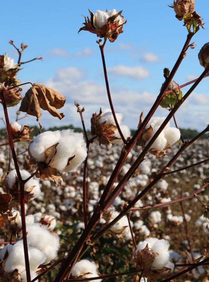 مواد تشکیل دهنده کاغذدیواری